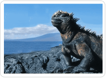 Galapagos Sea Iguana