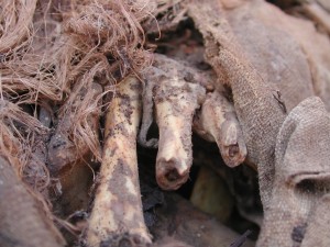 Battle casualty from 1536 Inca Uprising ~ Contact Fertur Peru Travel about taking a history tour focused on the fall of the Inca Empire. Inca mummies - Inca Rebellion of 1536
