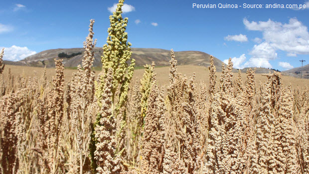 Quinoa is the best-known of the “Inca grains”
