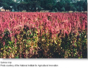 Quinoa Crop