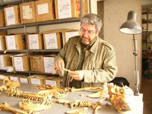 Guillermo Cock examines Inca remains from Puruchuco-Huaquerones