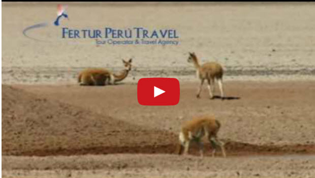 Peru Travel Trend Video: Colca Canyon
