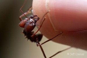Jungle ant photo