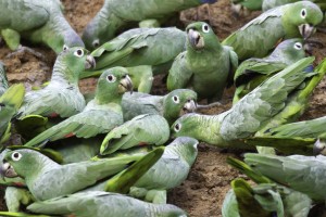 Parrots at Clay Lick