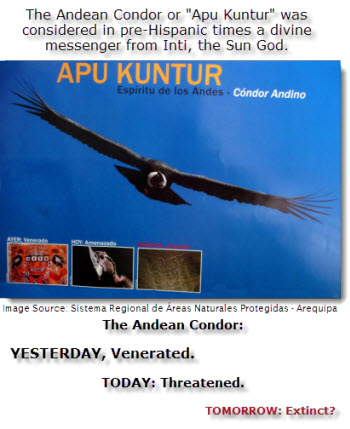 Officials in Arequipa are drumming up public support for proposed legislation to protect Peru’s dwindling Andean Condor population from extinction and mete out tough prison terms to anyone who captures or kills the giant birds.