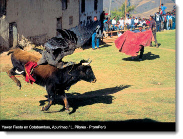 Yawar Fiesta - Cotabamba, Apurimac / PromPeru