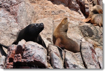 Sun bathing sea lions at Paracas