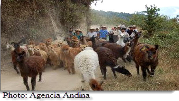 Llama-supported treks coming soon to Peru’s Chaparrà Reserve