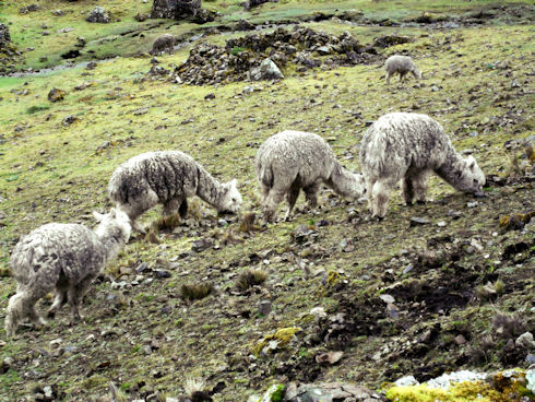 Alpaca grazing in the Chancachacan Valley