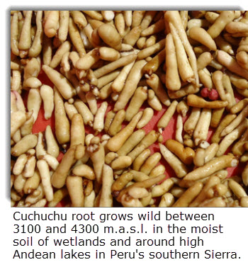 Cuchucho root grows wild between 3100 and 4300 m.a.s.l. in the moist soil of wetlands and around high Andean lakes in Peru's southern Sierra.