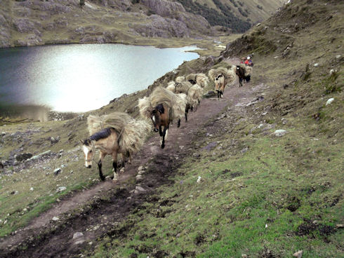 Local villagers lead a line of horses carrying thatch.