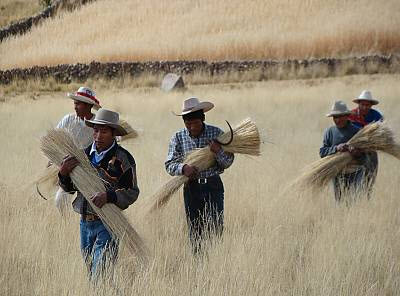 Collecting and trimming the q’oya ~ © 2010 Peru National Institute of Culture