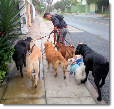 Professional dog-walker in Lima's Miraflores district