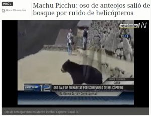 Video footage of an endangered spectacled bear cub dashing through Machu Picchu