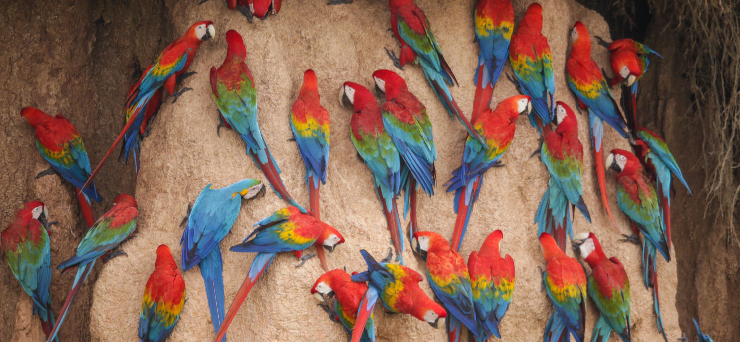 Macaws and Parrots Eat Clay - Peruvian rainforest