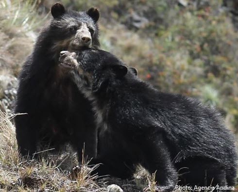 Machu Picchu's natural inhabitants, endangered Spectacled Bears, are spreading out across the sanctuary, and it's good news for Conservation!