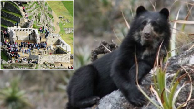 Spectacled Bears making a comback at Machu Picchu