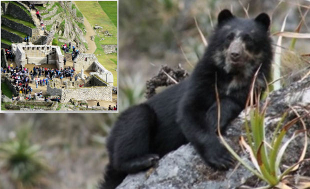 Spectacled bears making a comeback at Machu Picchu | Peru Travel Blog Endangered spectacled bears appear to be thriving in the protected Machu Picchu Sanctuary Park.