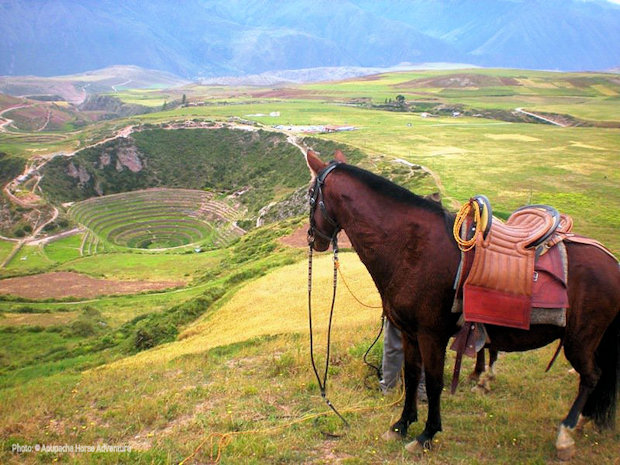 Apupacha horse above the Inca archaeological complex of Moray