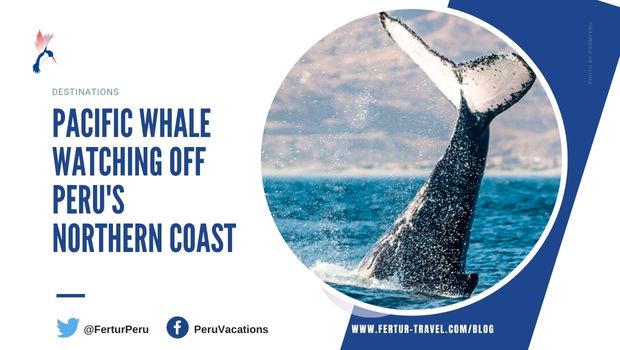 Amazing Whale Watching in Peru on the Tropical Northern Coast