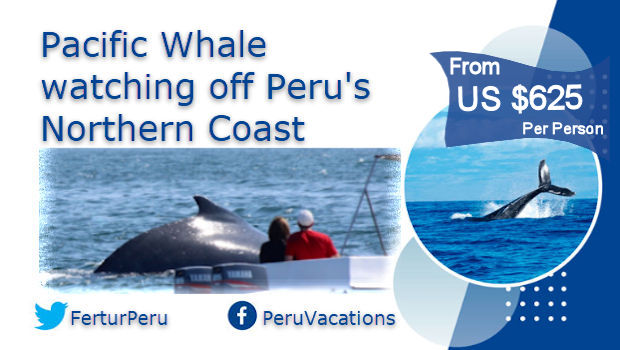 Whale Watching on Peru’s tropical northern coast