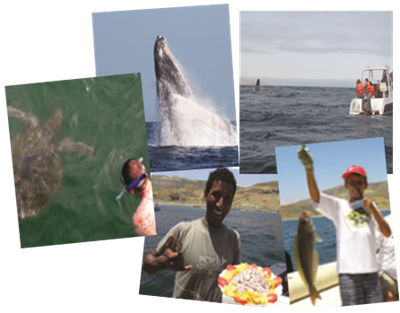 Montage of activities, including whale-watching, snorkeling, fishing and enjoying fresh ceviche as part of package tour to northern Peru 