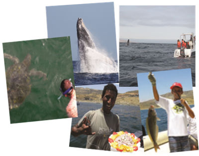 Montage of activities, including whale-watching, snorkeling, fishing and enjoying fresh ceviche as part of package tour to northern Peru