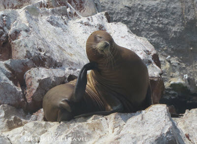 A sea lion leisurely prunes in the afternoon while visitors on a Ballestas islands tour watch from a boat a few feet away.