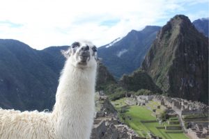 Llama smiling for camera