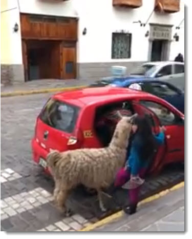 The Peruvian llama, the obedient beast of burden revered by the Inca, sometimes could use a break, like this little guy, who hopped a taxi in the heart of Cusco