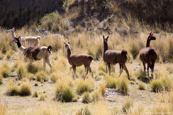 A herd of llamas graze on the high Altiplano along the track of the Altiplano along the tracks of the Central Andean Railway. Photo Fertur Peru Travel - Â© Manuel Medir Roca