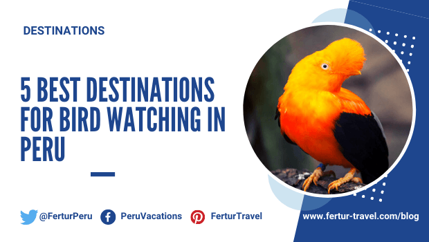 5 Best Destinations for Bird Watching in Peru