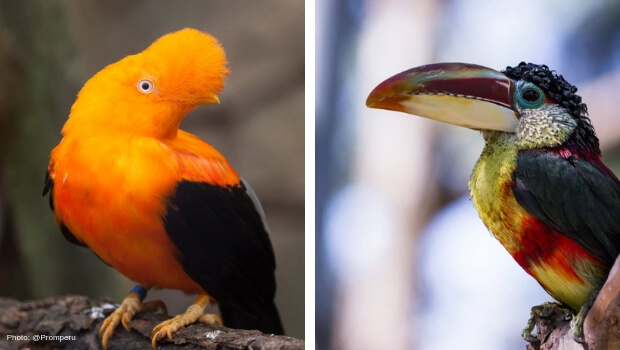 Birdwatching Peru - Photo by @Promperu