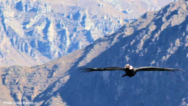 Colca Canyon Condor