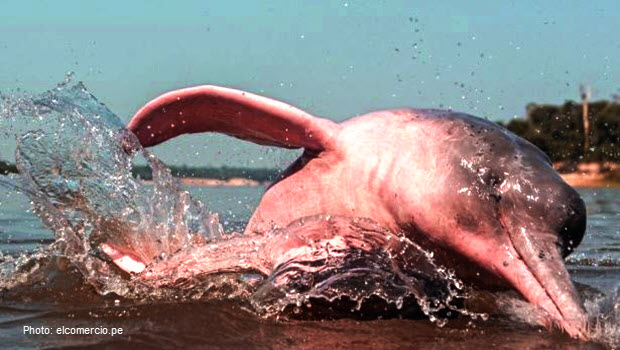 Pink dolphins in Peru - Photo ElComercio.pe