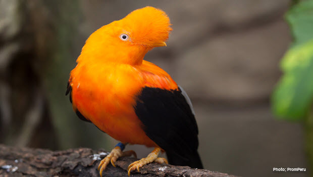 Andean Cock-of-the-rock in Manu - Photo by PromPeru