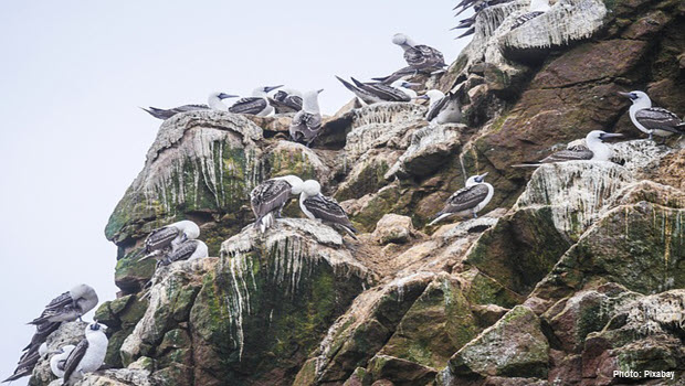 Birds in Ballestas Islands - Paracas Peru - Photo by Pixabay