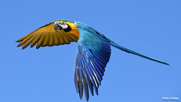 Macaw in Tambopata - Photo by Pixabay