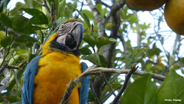 Parrot in Pacaya Samiria - Photo by Pixabay