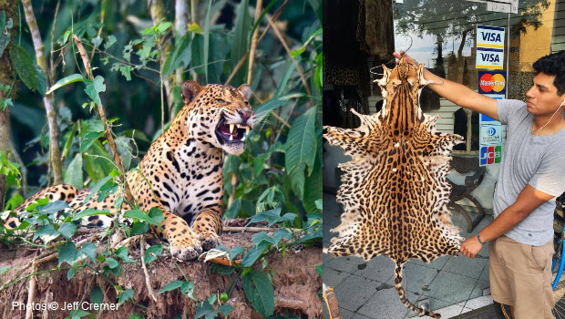 Photo the left a Jaguar in the wild in Peru's Tambopata Reserve and on the right a jaguar pelt for sale in a side street shop in Lima, Peru.