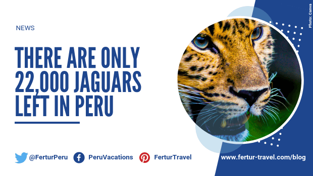 There Are Only 22,000 Jaguars Left in Peru