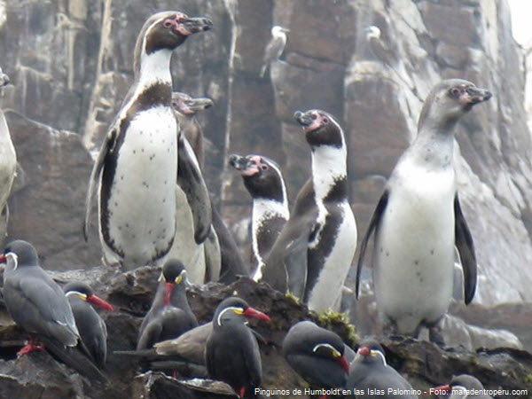 Beautiful Humboldt Penguins huddle on the rocky shore of the Palomino Islands.