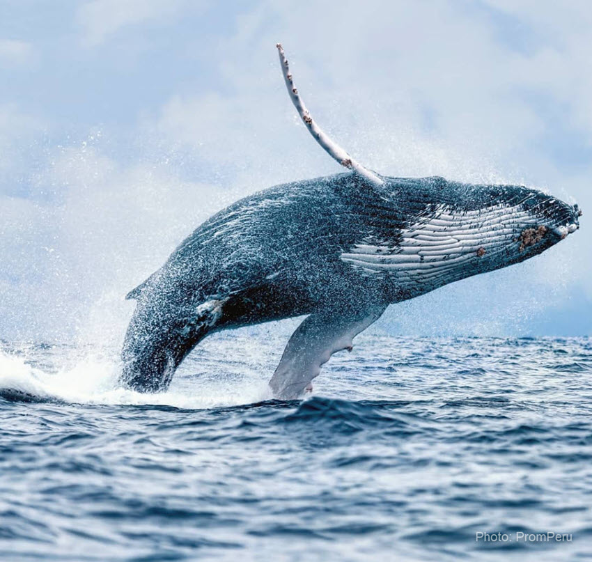 A humpback whale performs a spectacular leap. Whale watching tours in Peru are a wonderful experience that can be done from late July to early November.