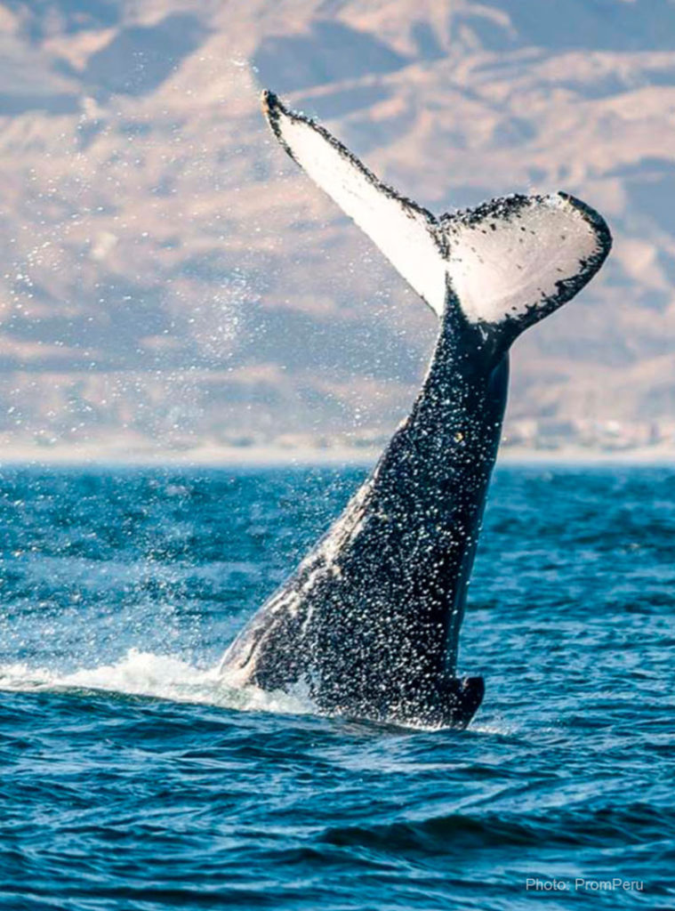 A humpback whale completes a spectacular leap off the northern Pacific coast of Peru. Whale watching in Peru is a wonderful tour. 