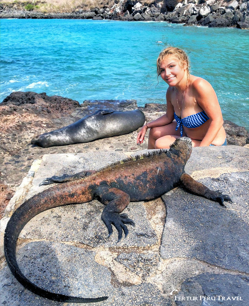 A traveler gets up close to a Galapagos sea iguana. Discover the Ultimate Adventure: Galapagos Islands and Machu Picchu with Fertur Peru Travel - Perfect for Honeymooners, Families, and Older Travelers