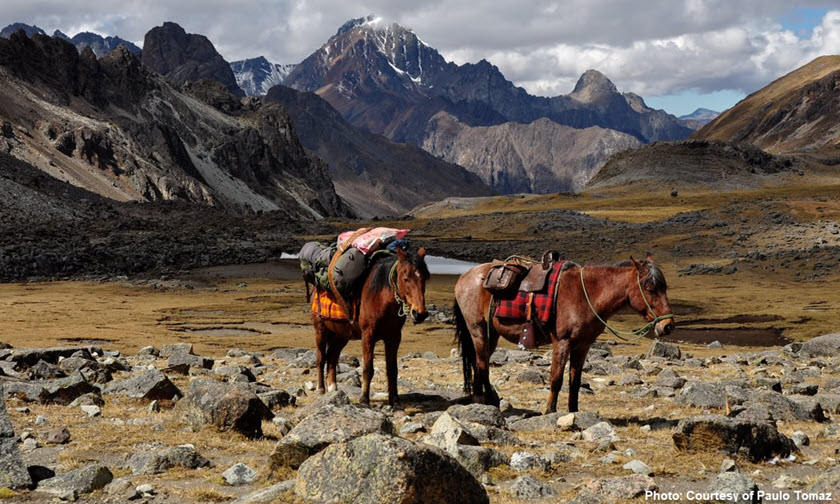 Two pack horses in the Cordillera Huayhuash