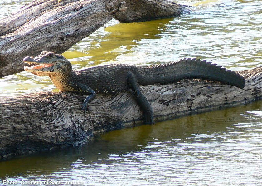A caiman sunbathing on a log along the river in Manu National Park