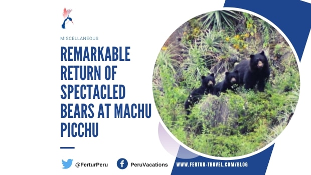 The Spectacular Return of Spectacled Bears at Machu Picchu