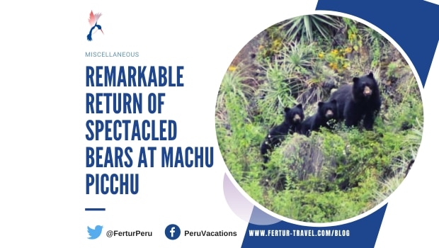 A spectacled bear mother and her two cubs sighted at Machu Picchu