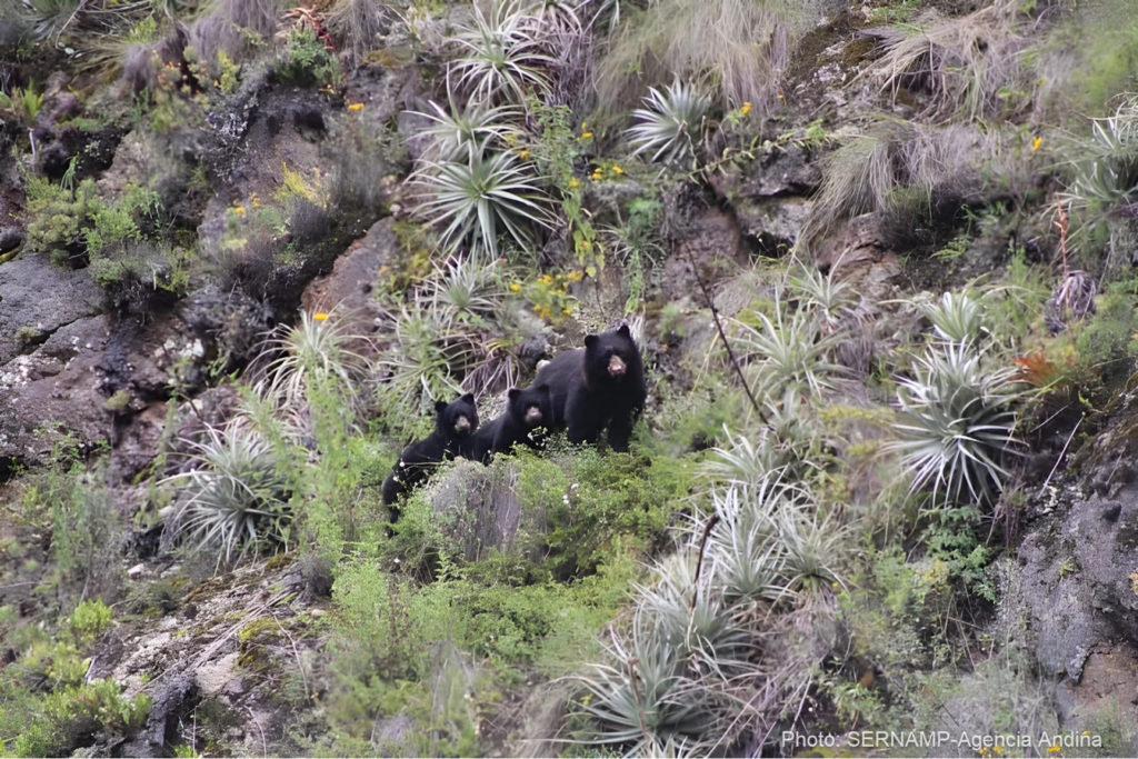Park rangers Marcel Ramos Quispe and Cristian Javier González Lizunde spot an imposing adult female Andean bear and her two adorable cubs during a routine patrol in the Wayllabamba - Paucarcancha sector of the historical sanctuary.